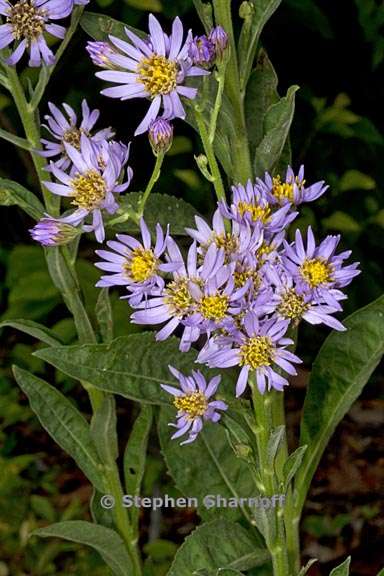 aster tartaricus 1 graphic